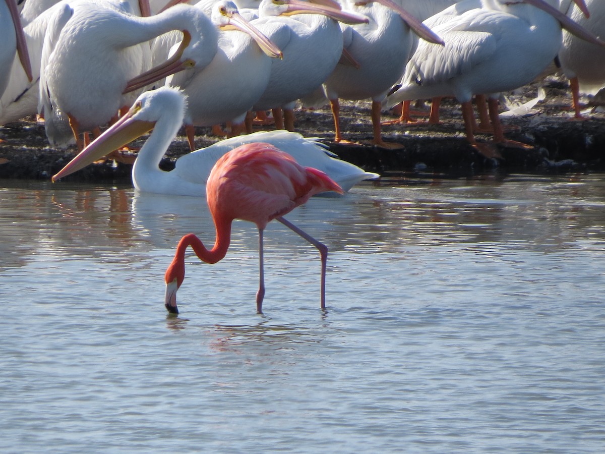American Flamingo - ML646323489