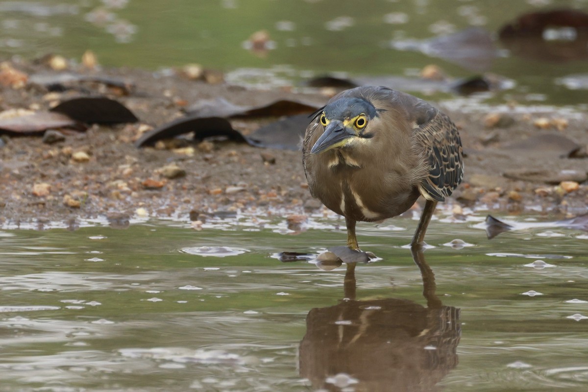 Little Heron - ML646323490