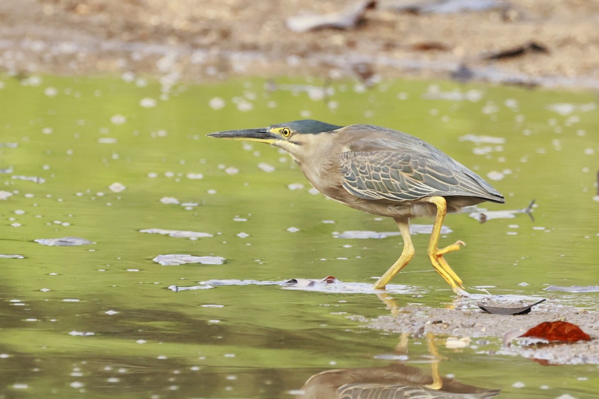 Little Heron - ML646323491