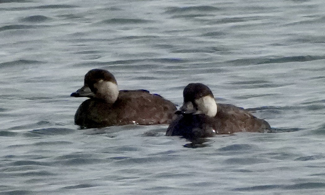 amerikasvartand - ML646323495