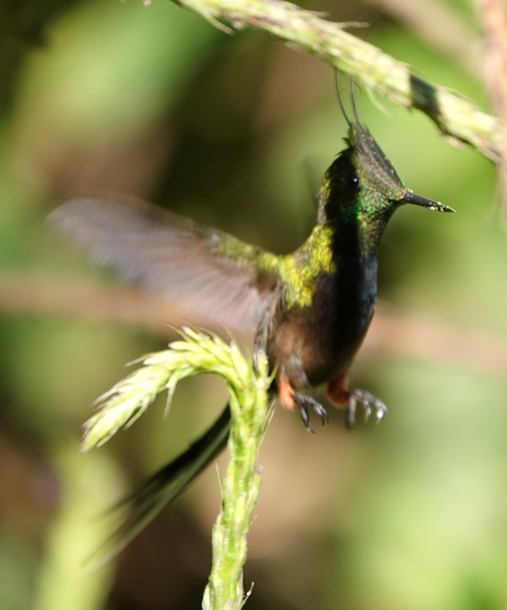 Wire-crested Thorntail - ML646323496