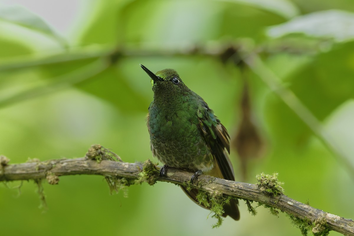 Buff-tailed Coronet - ML646323497