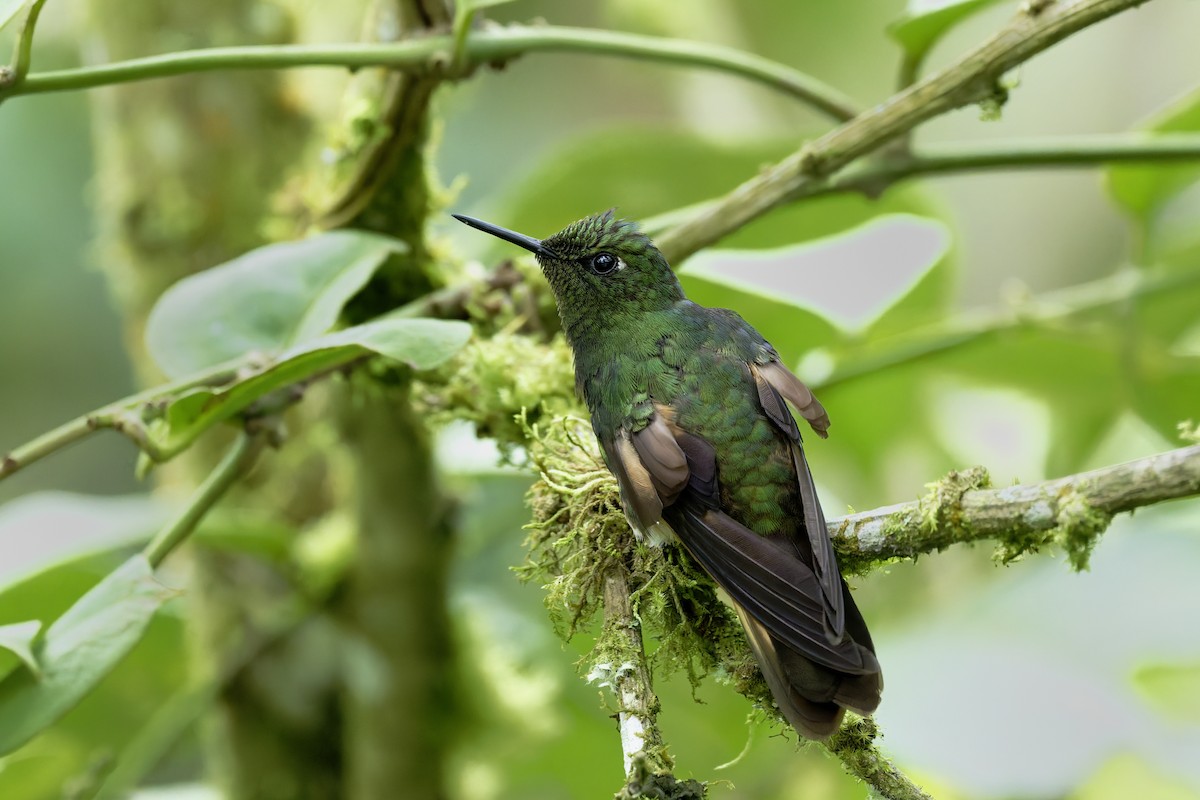 Buff-tailed Coronet - ML646323498