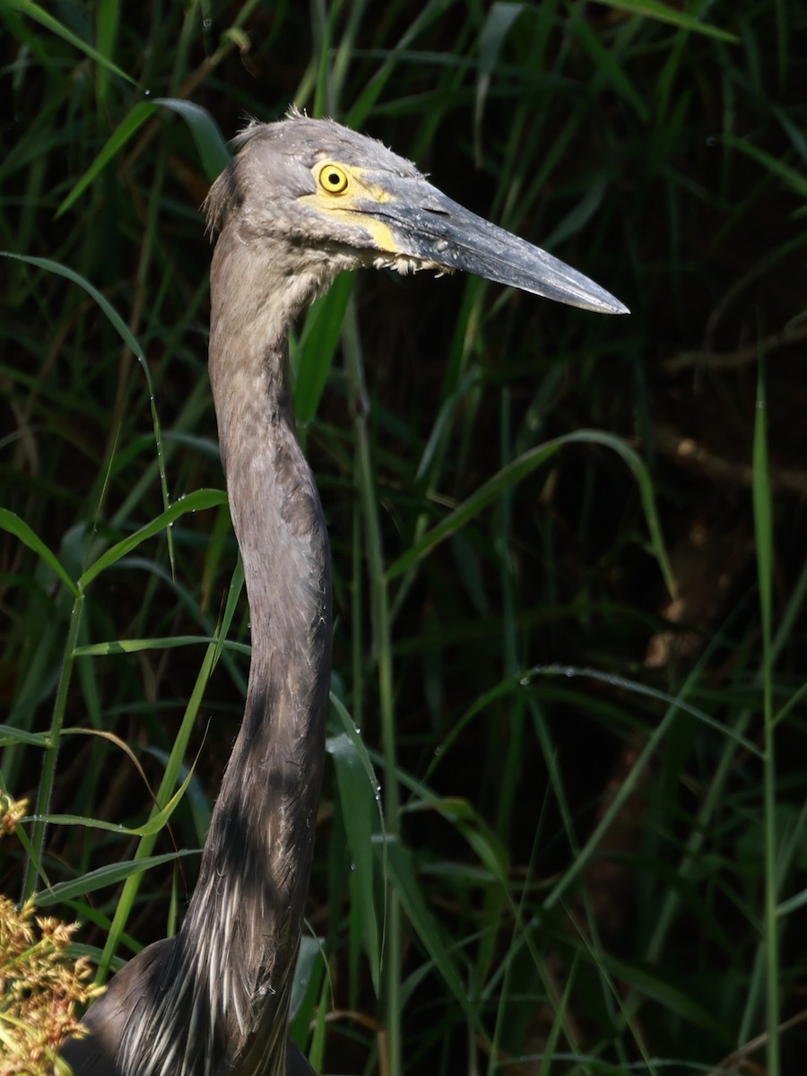 Great-billed Heron - ML646323499