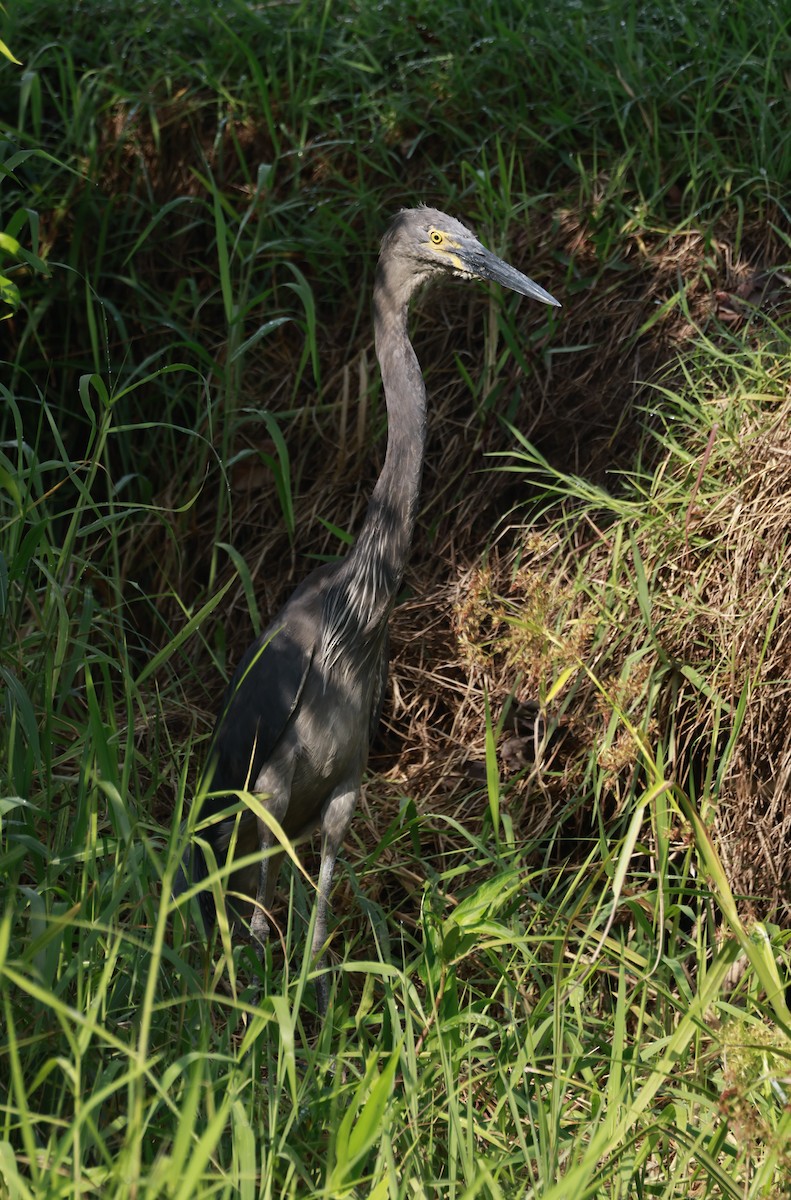 Great-billed Heron - ML646323500
