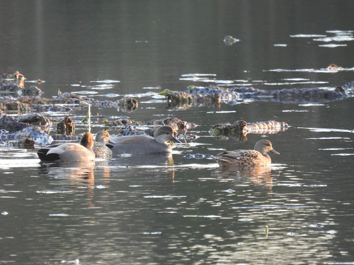 Серая утка - ML646323505