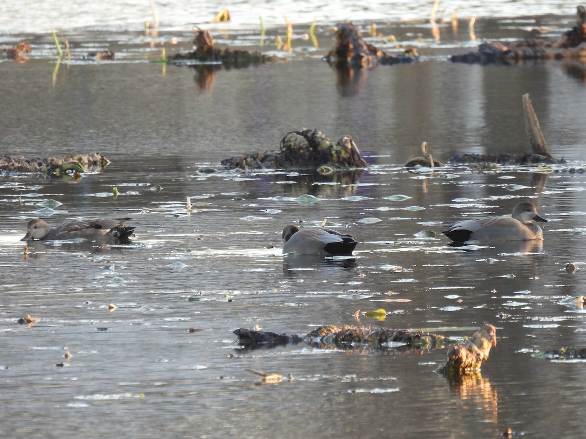 Серая утка - ML646323506