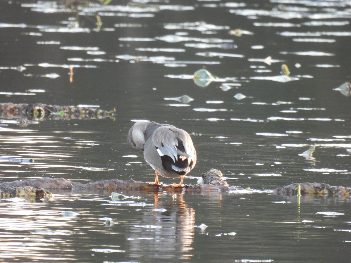 Серая утка - ML646323507