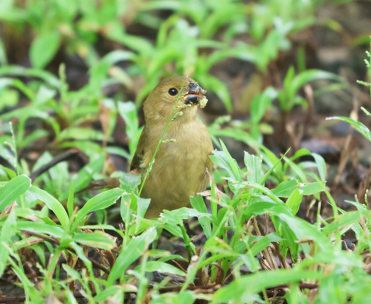 Variable Seedeater - ML646323508