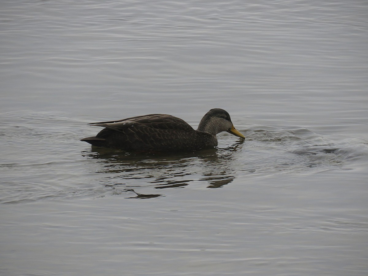 American Black Duck - ML646323510