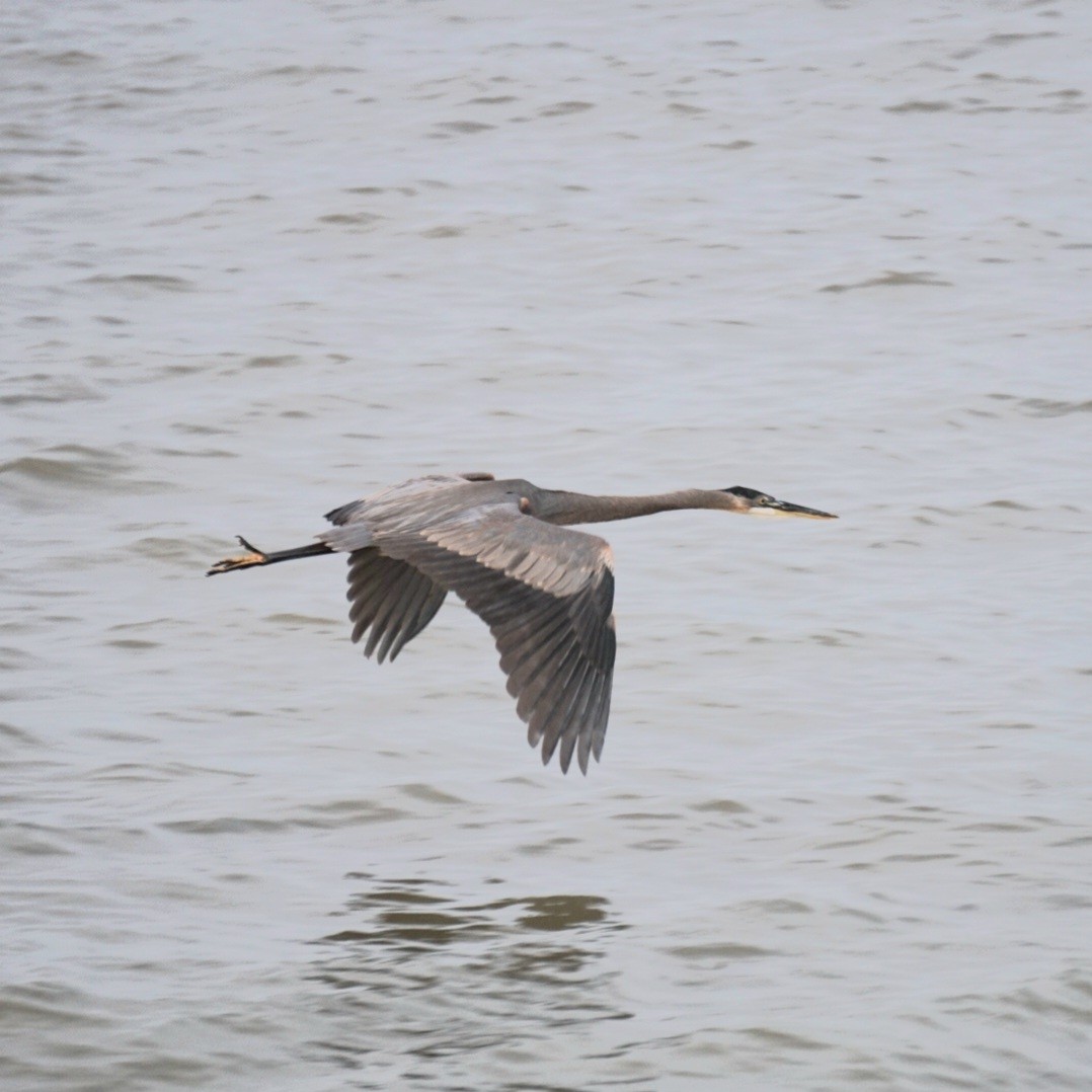 Great Blue Heron - ML646323511