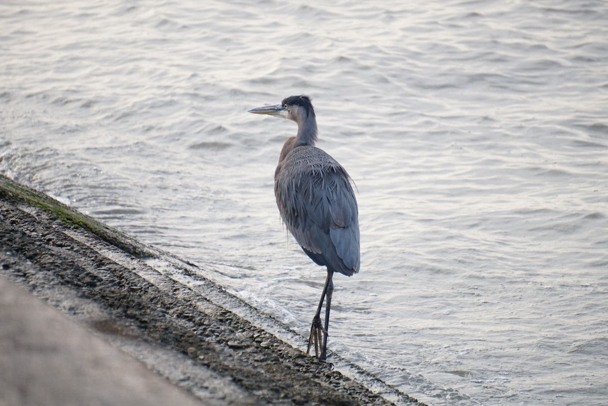 Great Blue Heron - ML646323512