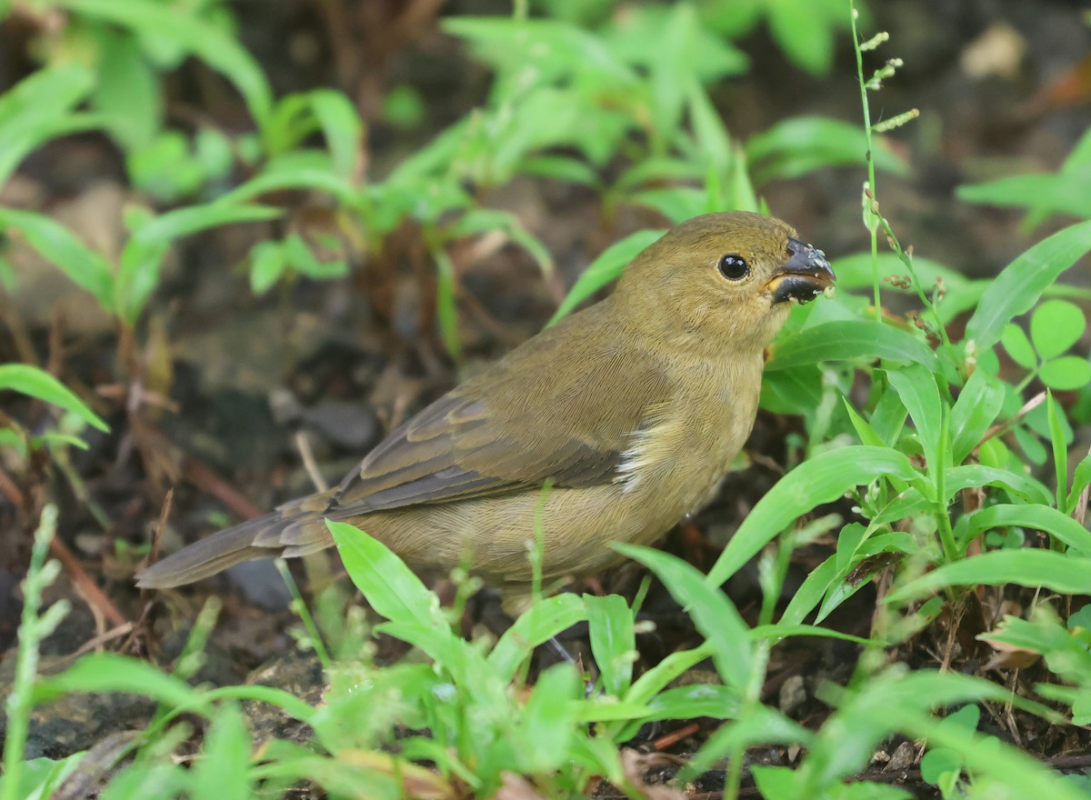 Variable Seedeater - ML646323513