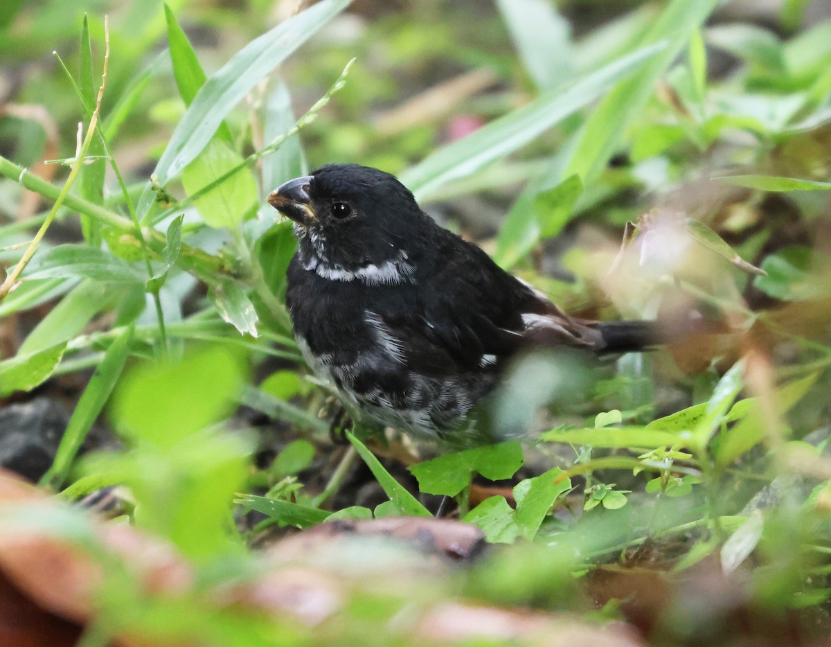 Variable Seedeater - ML646323514