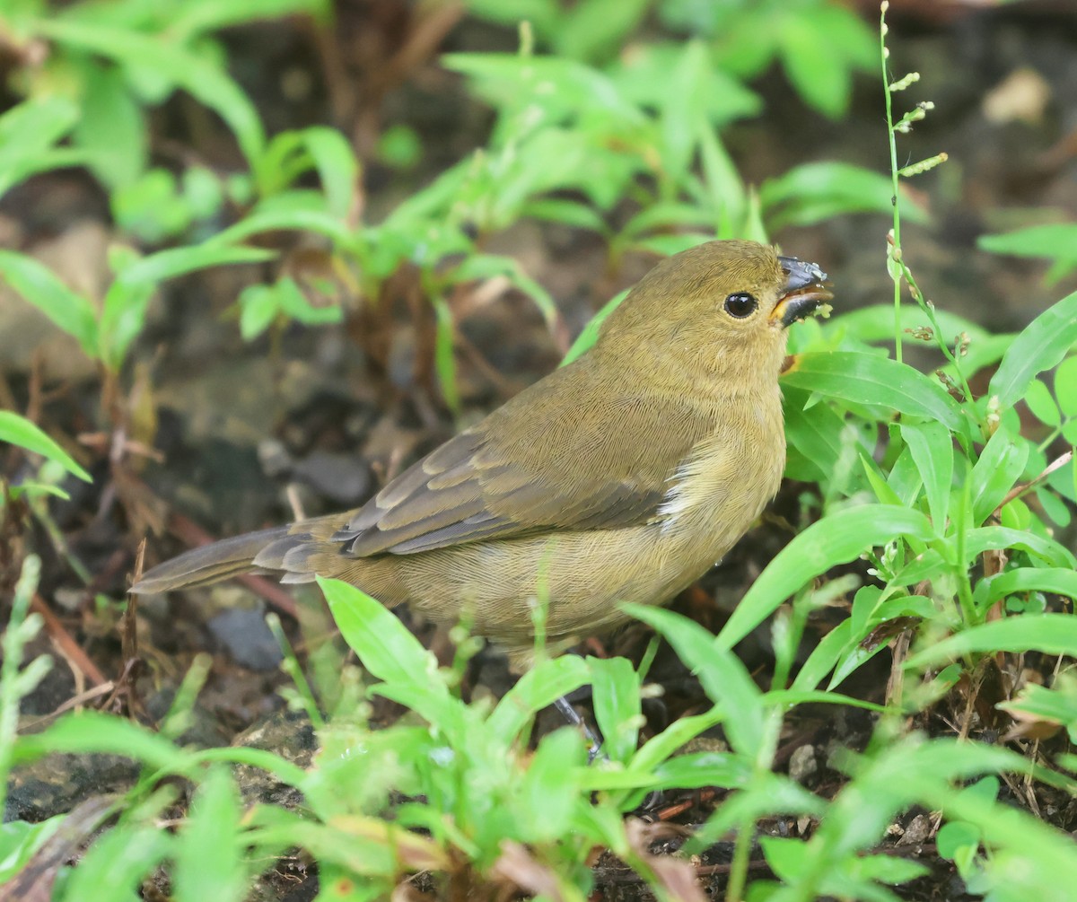 Variable Seedeater - ML646323515