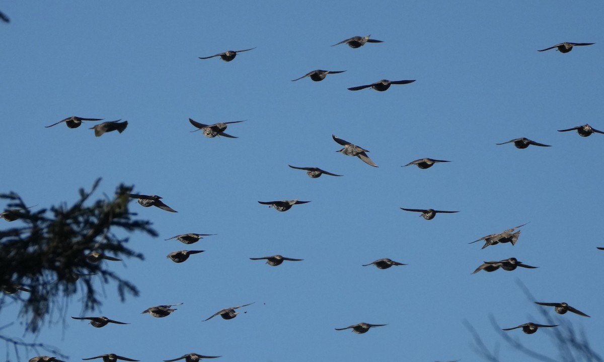 European Starling - ML646323517