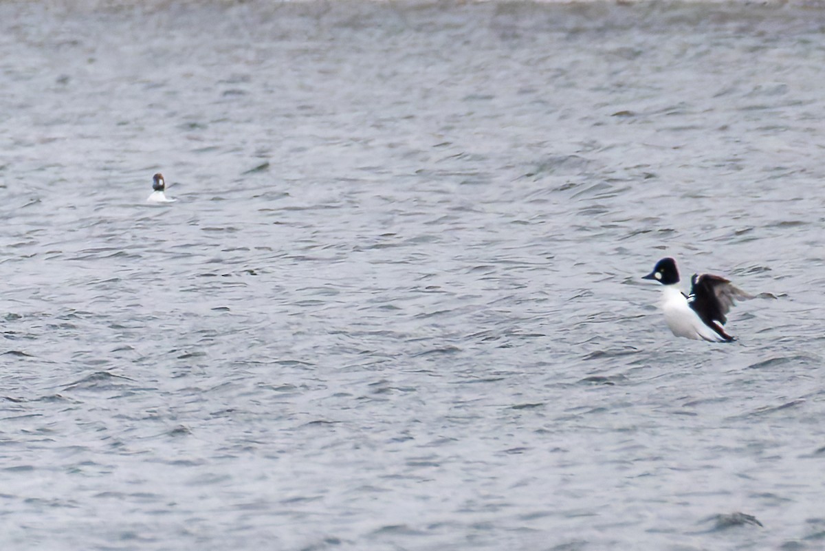 Porrón Osculado - ML646323518