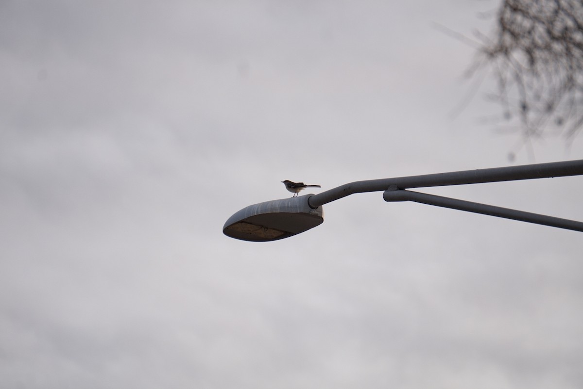 Northern Mockingbird - ML646323520