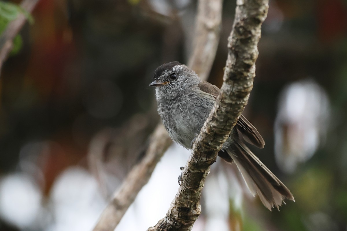 Торілон бурий - ML646323524