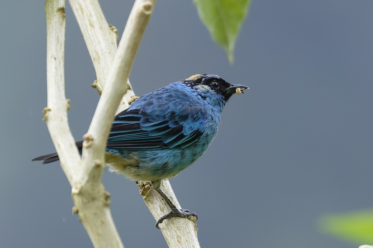 Golden-naped Tanager - ML646323525