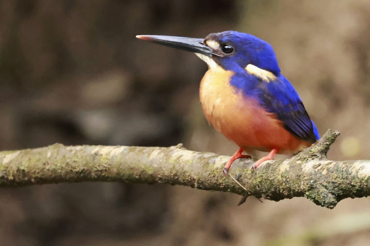 Azure Kingfisher - ML646323528