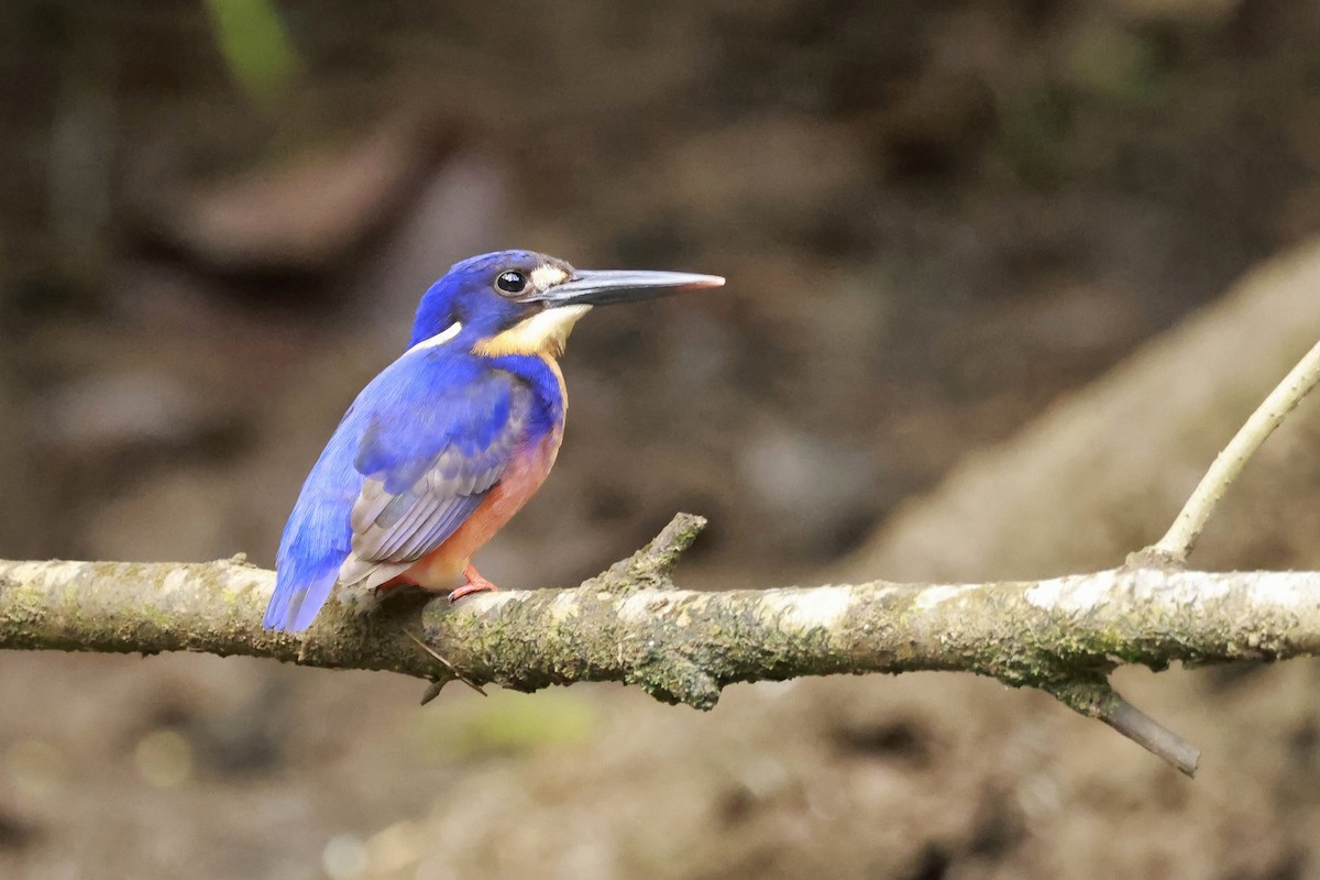 Azure Kingfisher - ML646323529