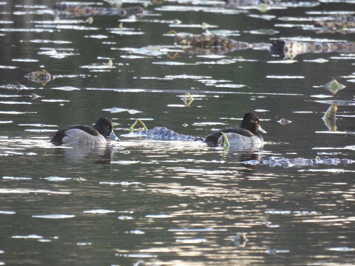 Ring-necked Duck - ML646323530