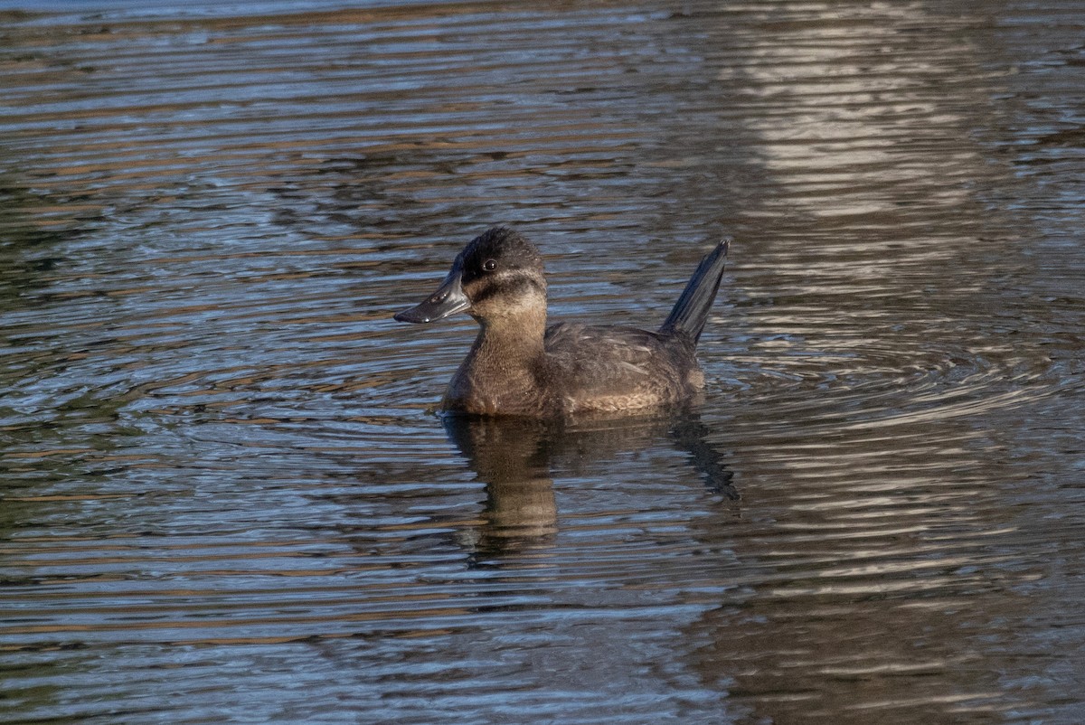 Ruddy Duck - ML646323531