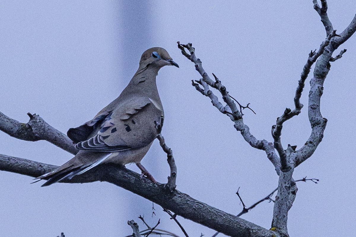 Зенаїда північна - ML646323532