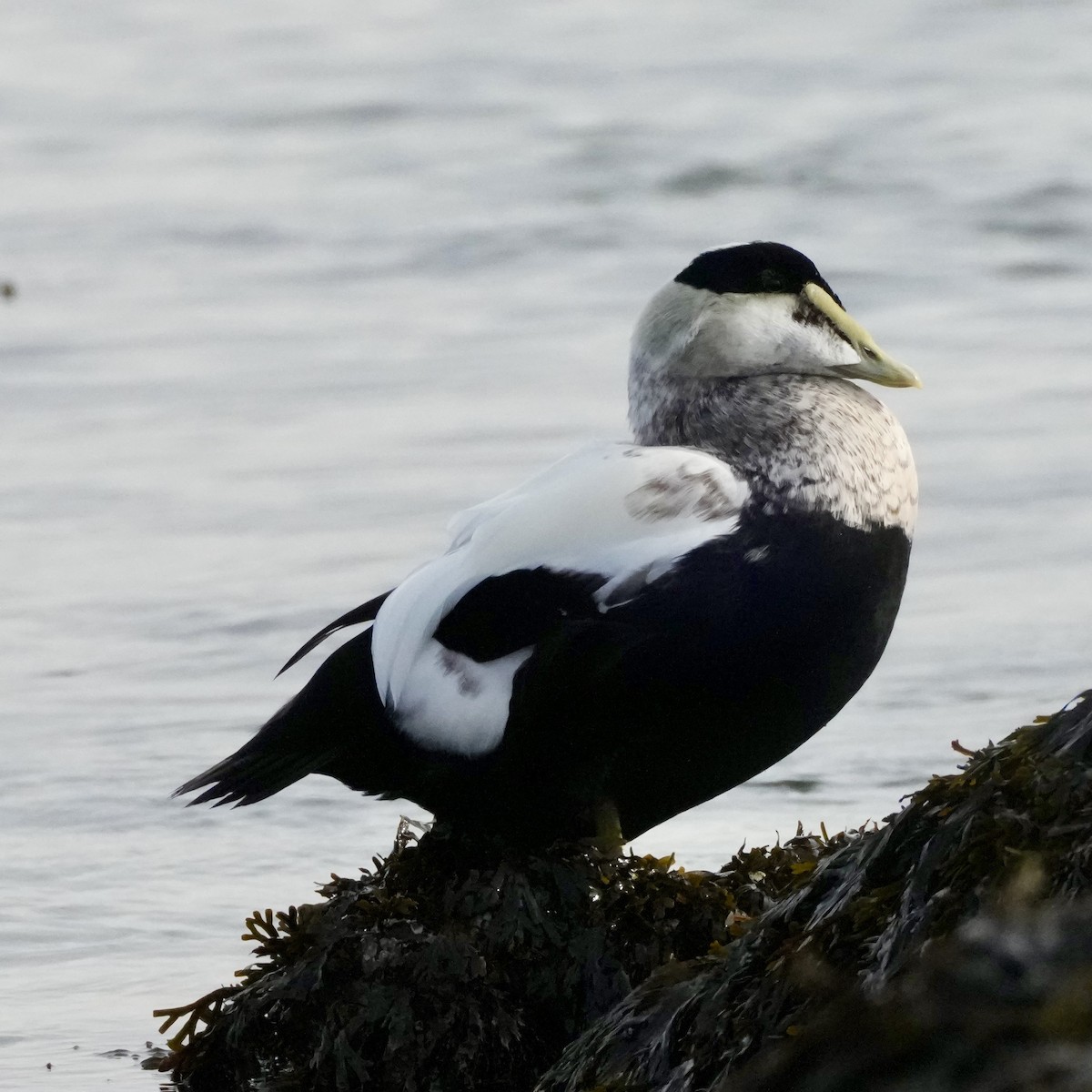 Пухівка зеленошия - ML646323533