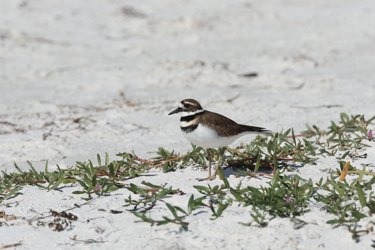 Пісочник крикливий - ML646323534