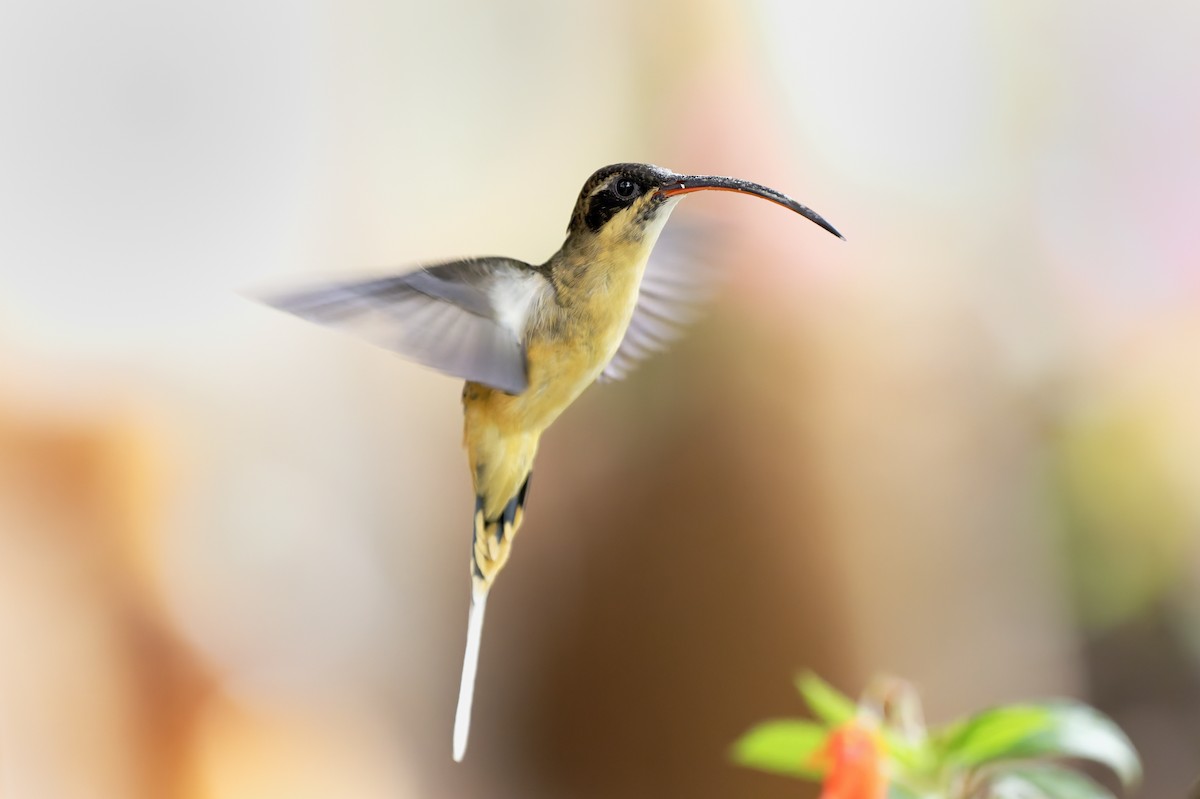 Ерміт рудогрудий - ML646323535