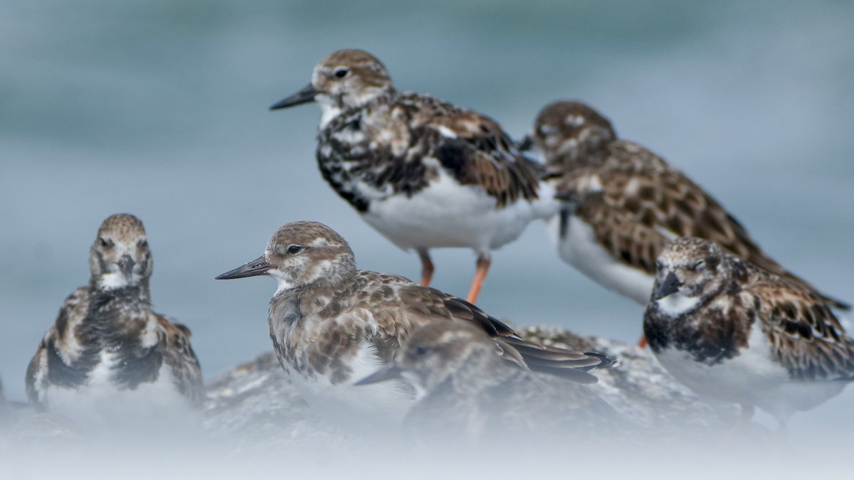 Крем'яшник звичайний - ML646323537