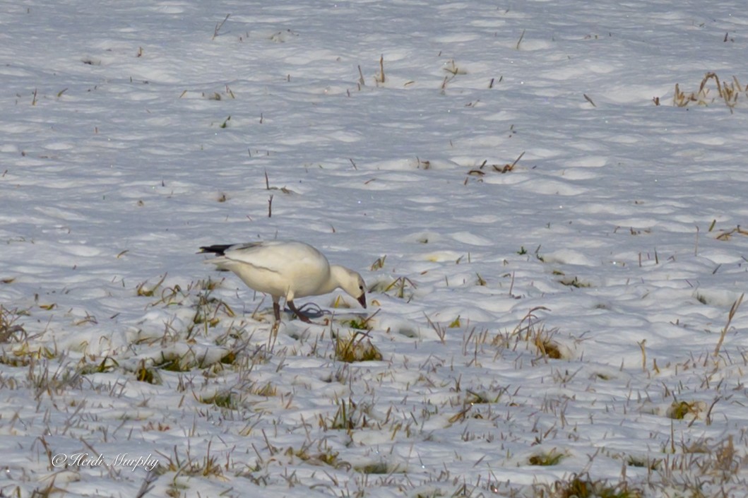 Гуска Роса - ML646323538