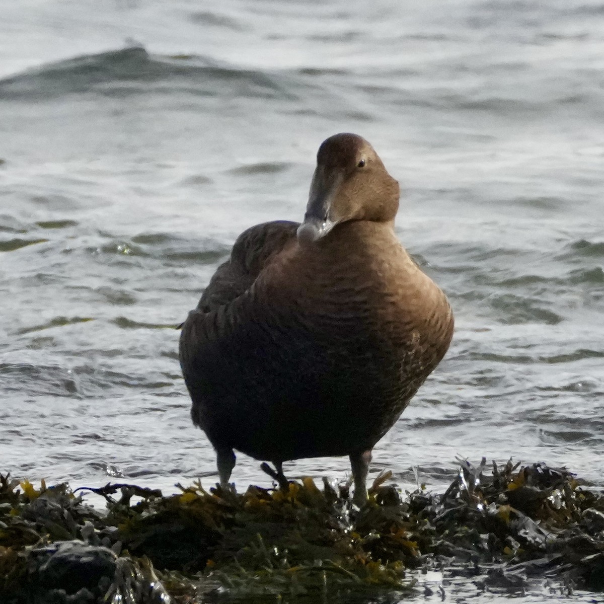 Пухівка зеленошия - ML646323540