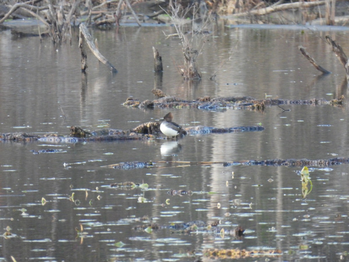 Крех жовтоокий - ML646323541