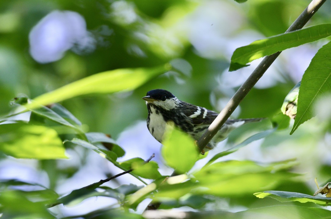 Пісняр-лісовик білощокий - ML646323542