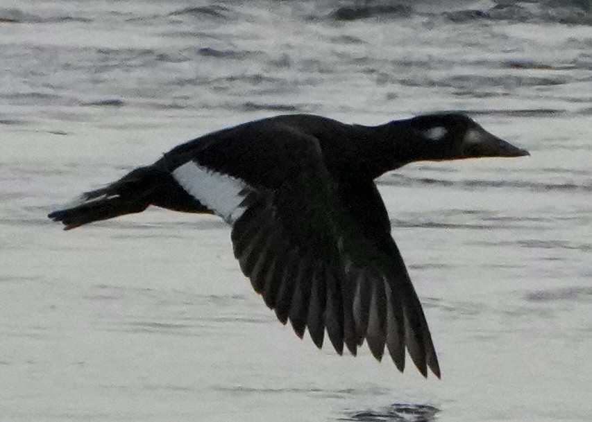 Турпан горбатодзьобий - ML646323543