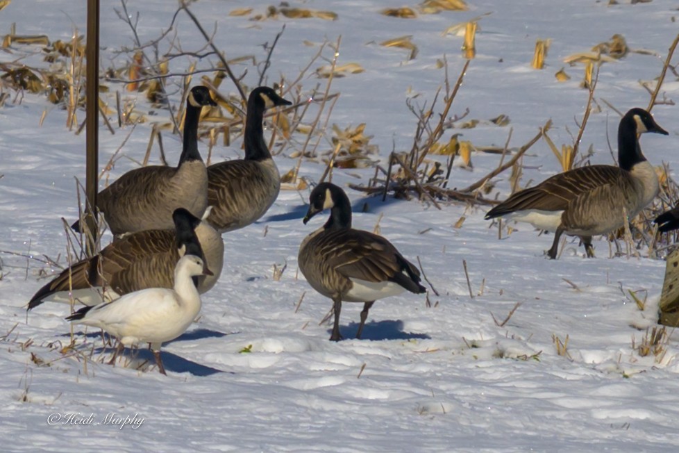 Гуска Роса - ML646323544