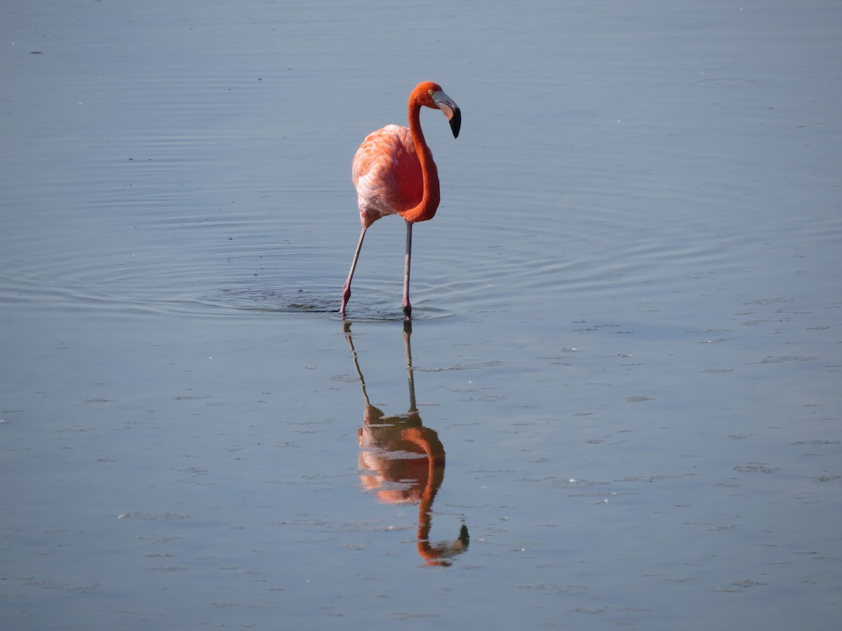 Фламінго червоний - ML646323545