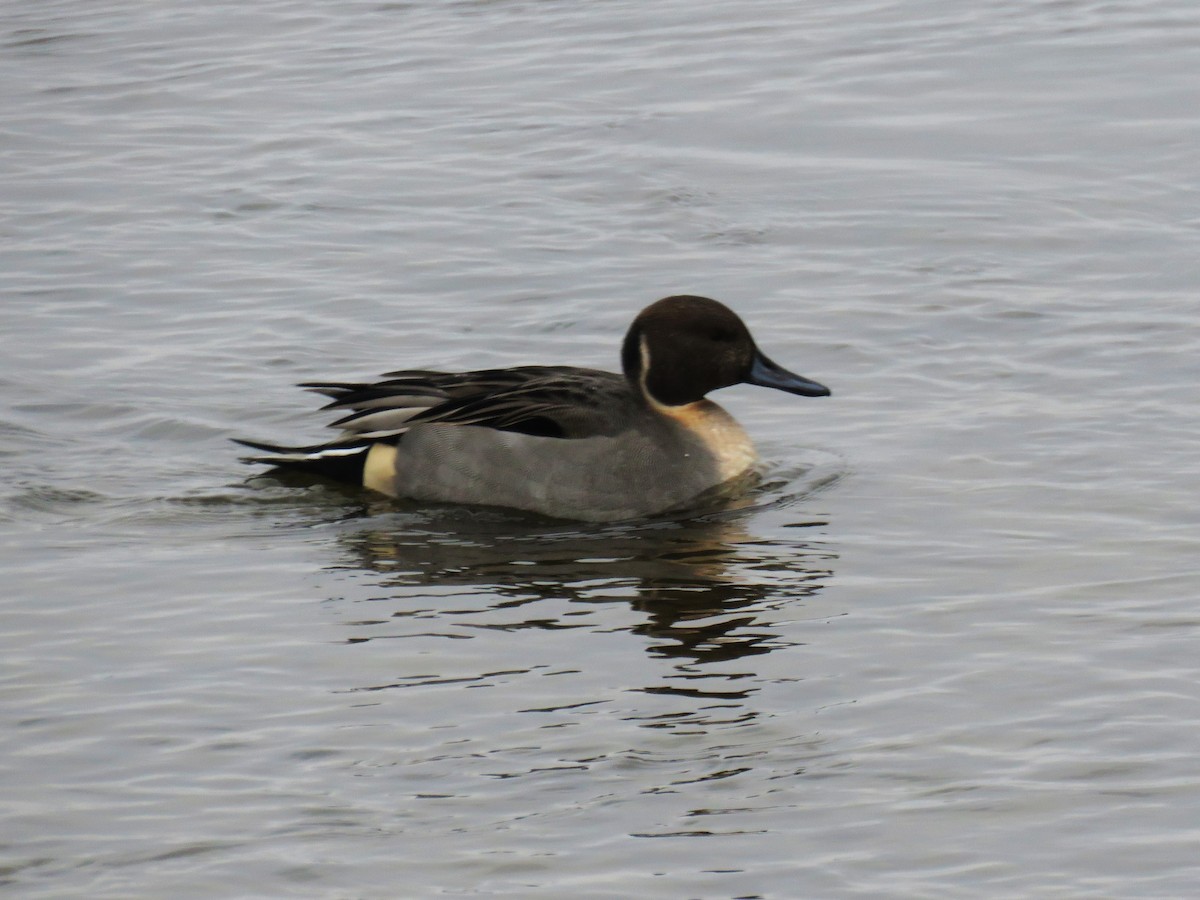 尖尾鴨 - ML646323546