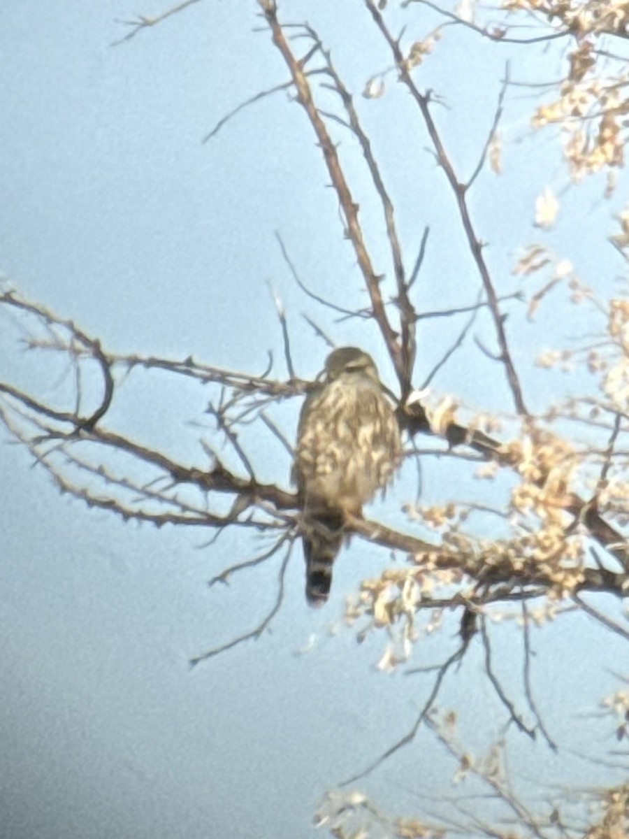 Підсоколик малий (підвид richardsonii) - ML646323547