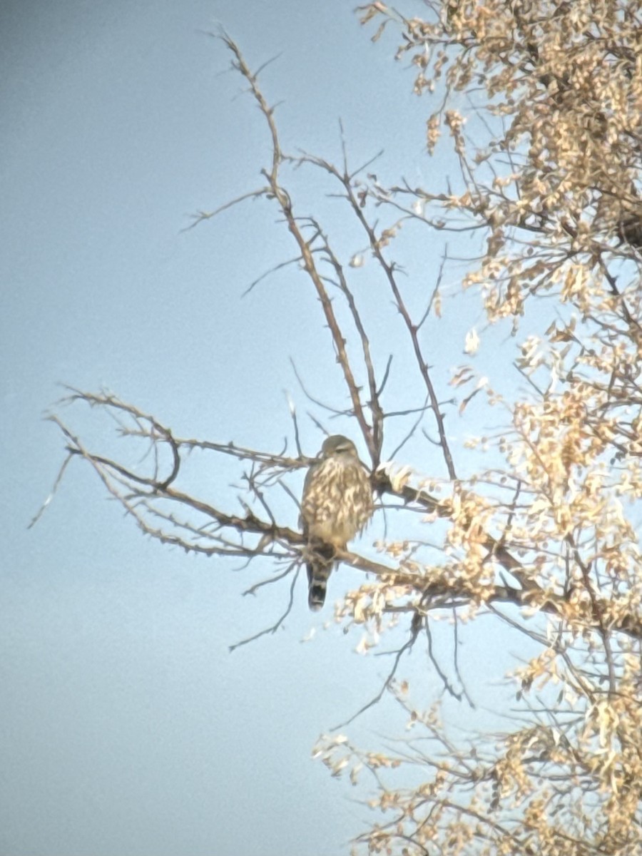 Підсоколик малий (підвид richardsonii) - ML646323548