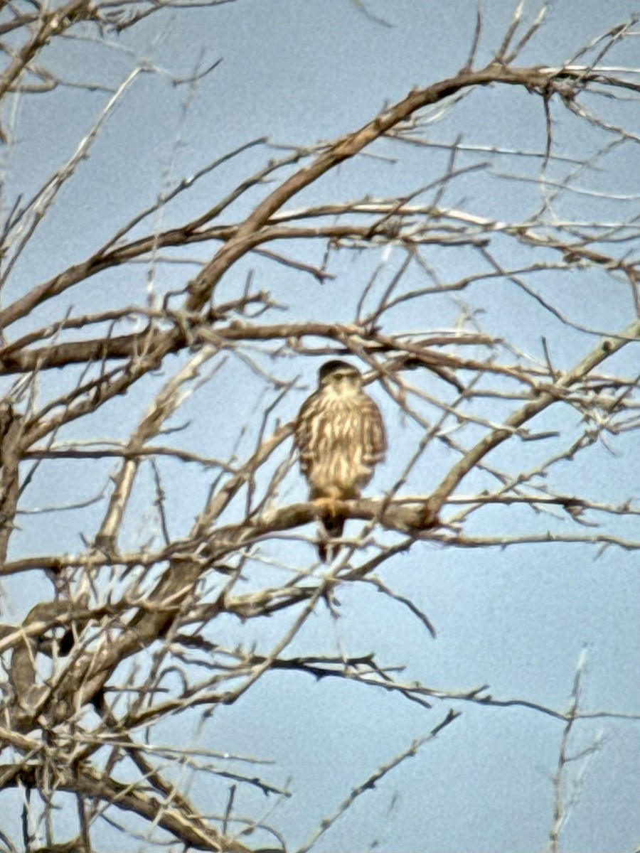 Підсоколик малий (підвид richardsonii) - ML646323549