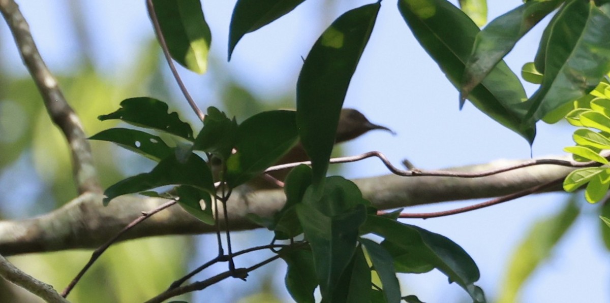 Медолюб малий - ML646323552