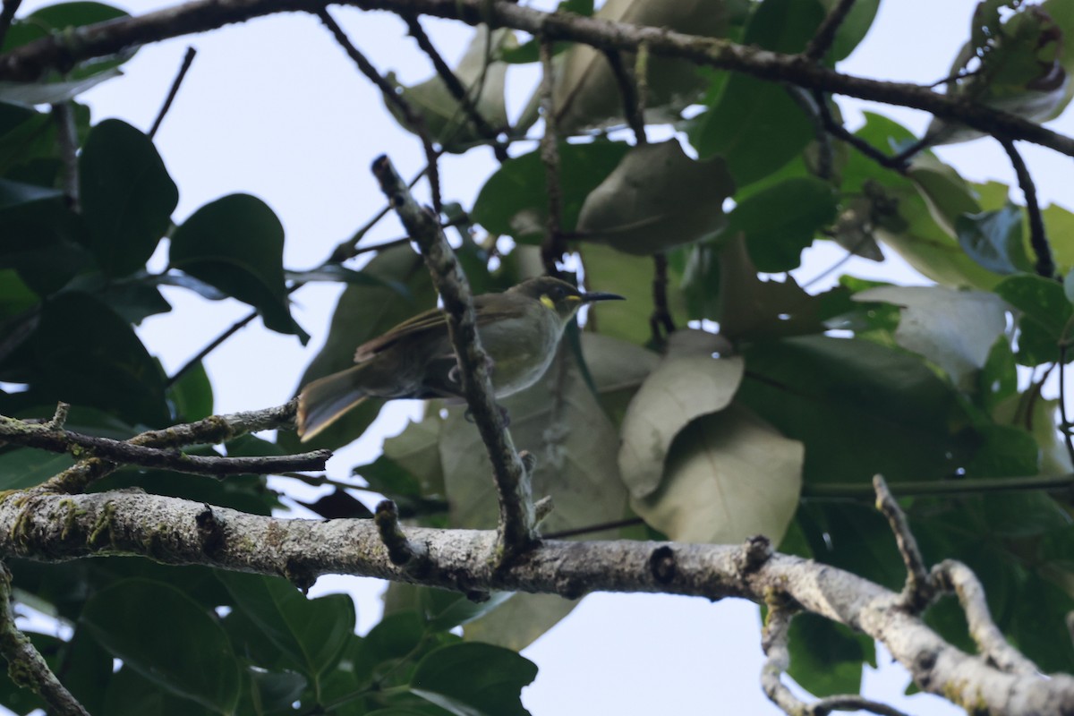 Медолюб малий - ML646323553