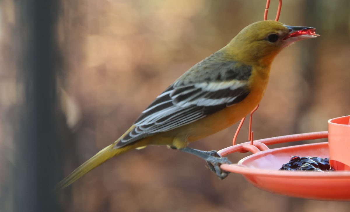 Трупіал балтиморський - ML646323554