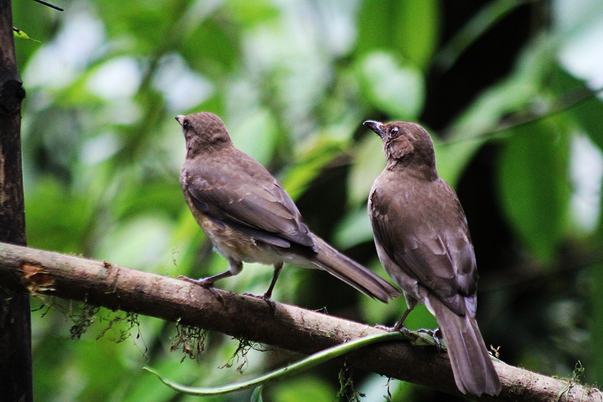 Дрізд чорнодзьобий - ML646323557