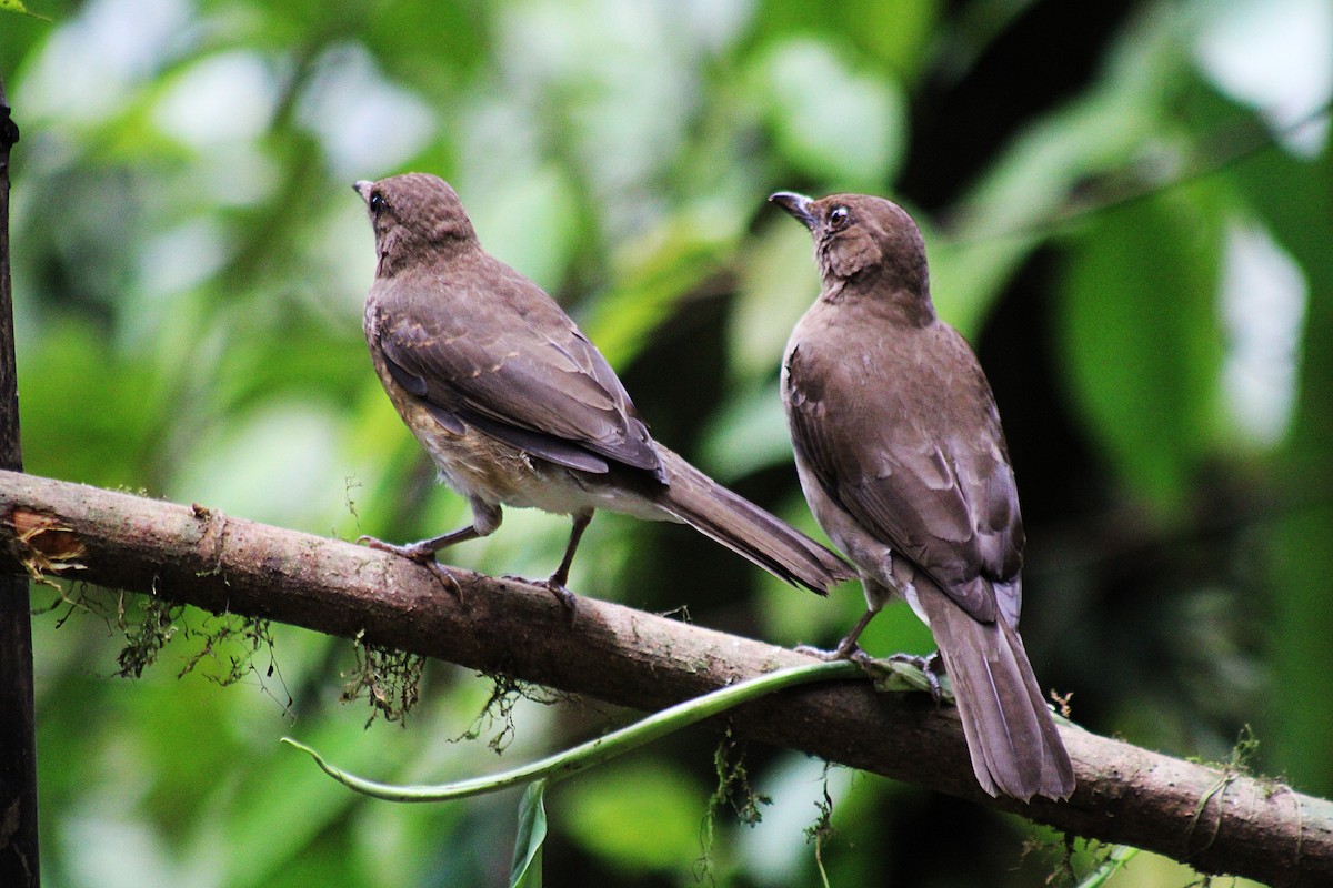 Дрізд чорнодзьобий - ML646323558
