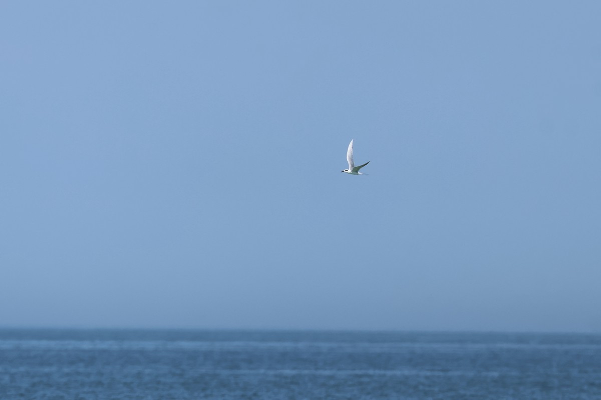 Крячок неоарктичний - ML646323559